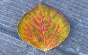 Fall_aspen_leaf_multiple_colors