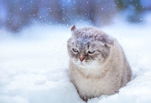 cat in snow